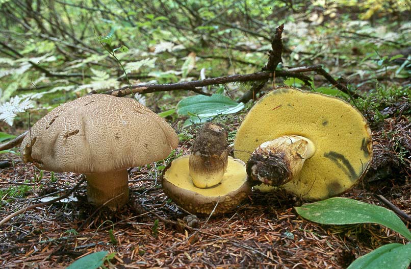 Caloboletus conifericola